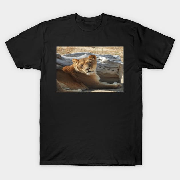 Lioness T-Shirt by Ckauzmann